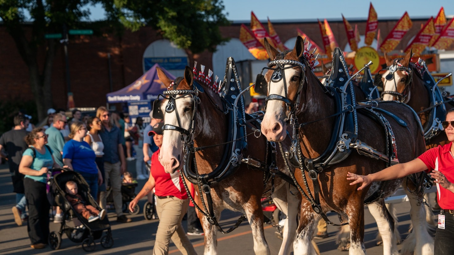 The Allure of Clydesdales in Luxury Carriage Rides