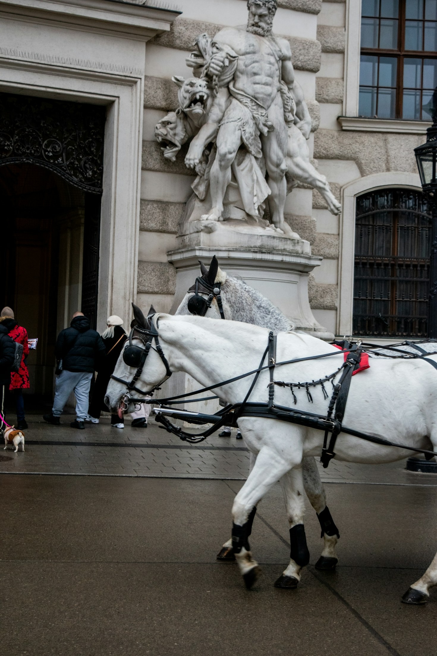 A Behind-the-Scenes Look at Our Majestic Clydesdales